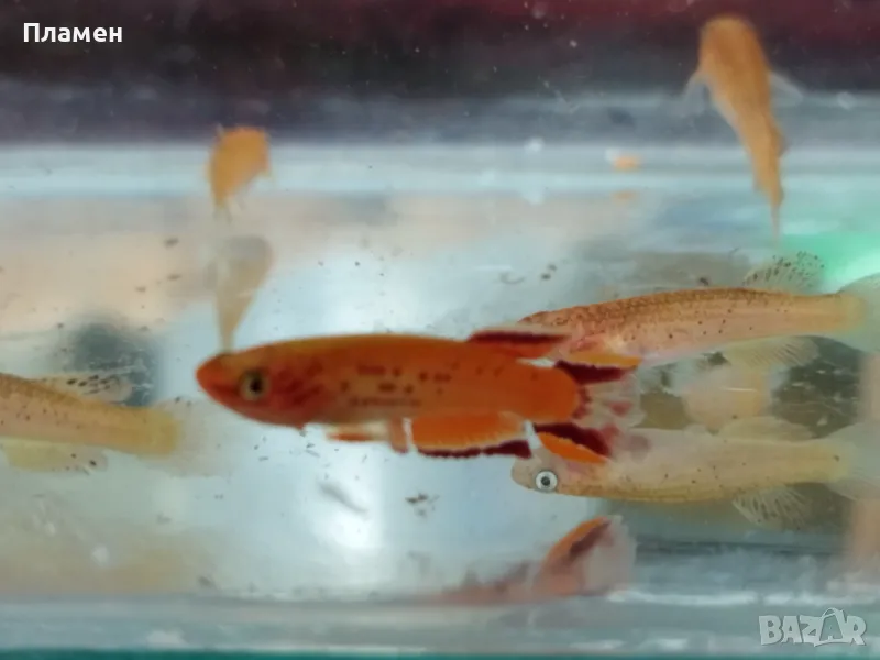 Афиосемион Аустрале, снимка 1