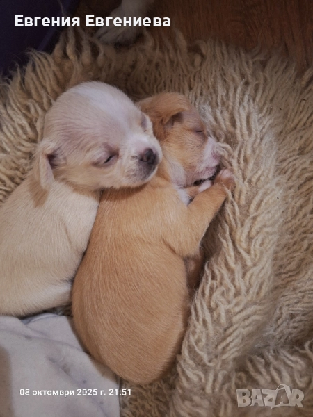 Мини Чихуахуа.Едно момче., снимка 1