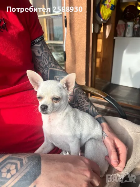 Мъжко чихуахуа , снимка 1