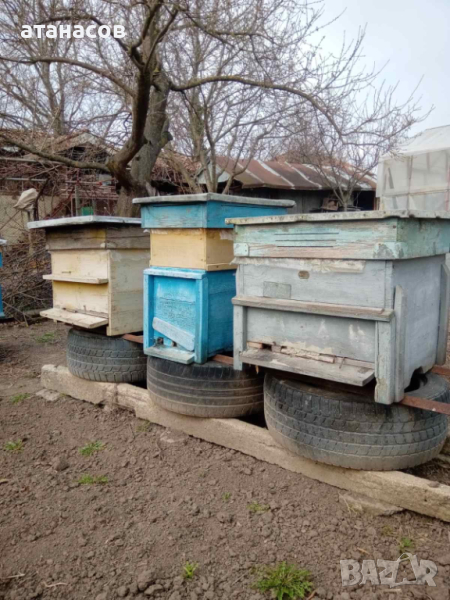 Продавам пчелни семейства, снимка 1
