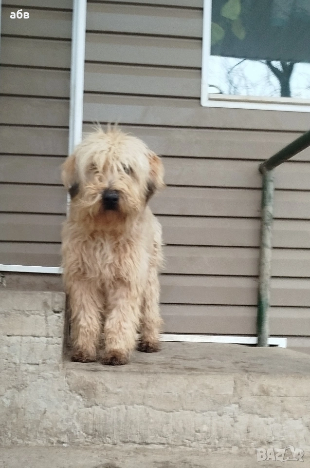 Ирландски пшеничен териер , снимка 1