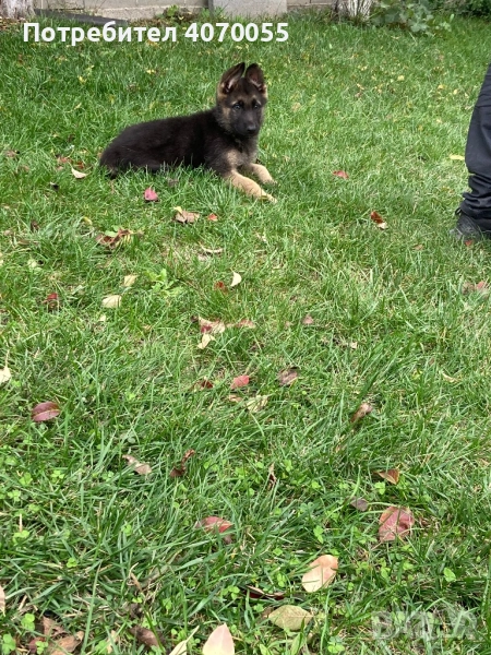 Немска Овчарка, снимка 1