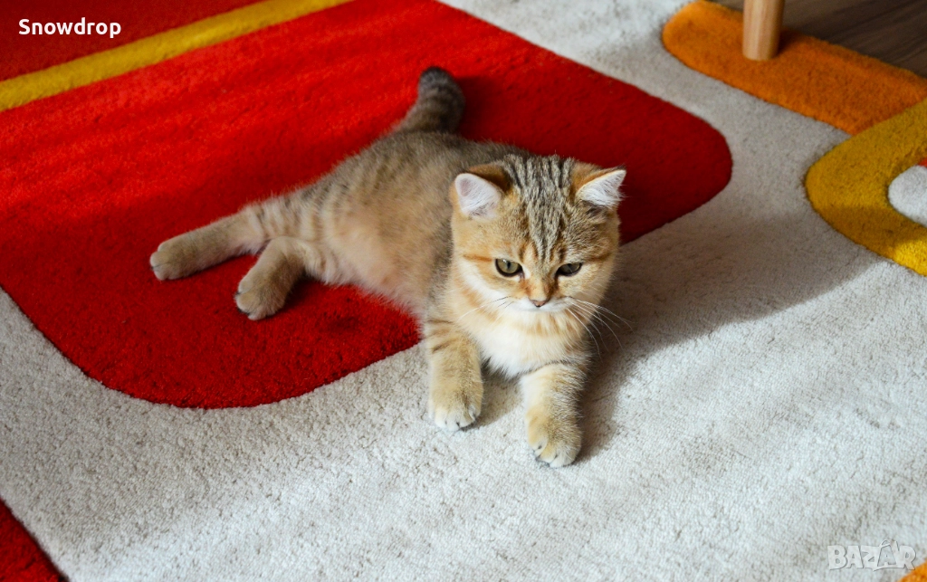 Златно тикирано таби, Британска късокосместа котка, снимка 1