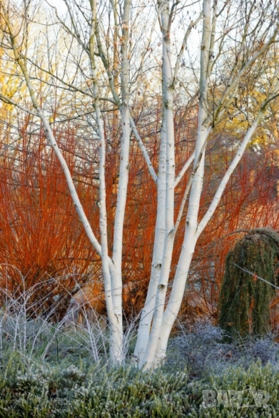 Бяла бреза в саксия , снимка 1