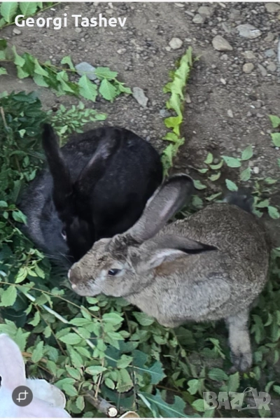 Продавам зайци , снимка 1