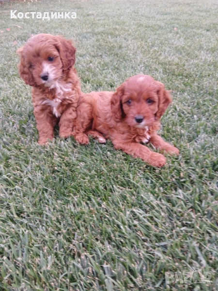 Продавам малки кученца кавапу, снимка 1