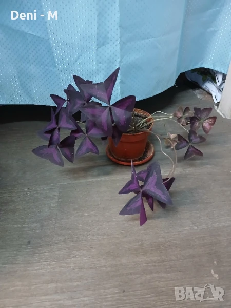 Червена детелина, снимка 1