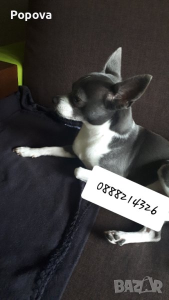 Синьо/сиво Чихуахуа, снимка 1