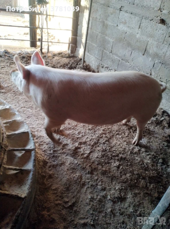 Продавам угоено прасе, снимка 1