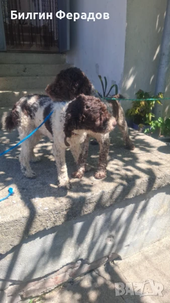 Продавам Лагото мъжко и женско на 10 месеца , снимка 1