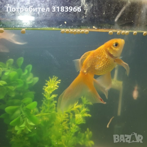 голям аквариум с рибки оборудван 50 х 40 х 24, снимка 9 - Аквариуми - 53830698