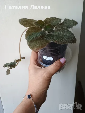 Бяла еписция, episcia Panama white, снимка 2 - Стайни растения - 55909746