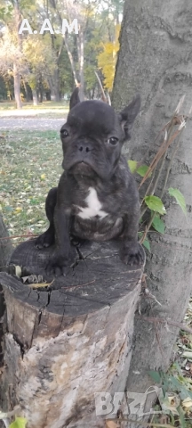 Френски булдочета 111 дни, снимка 7 - Други - 51492688