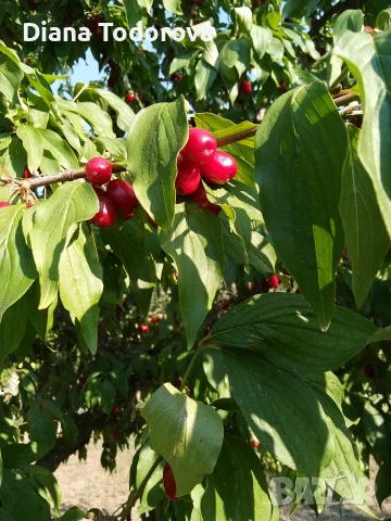 Продавам дренки