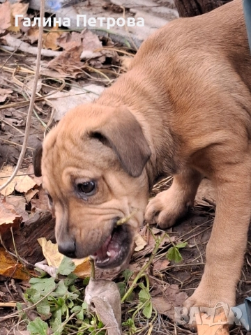 Кой ще се отзове?, снимка 4 - Питбул - 52484104