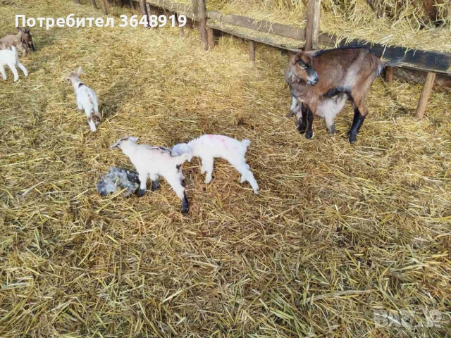 Продавам новородени ярета, снимка 5 - Кози - 53082719
