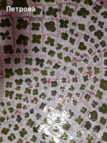 Четирилистни детелини, снимка 13 - Други - 21881277