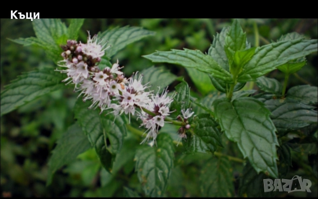 Корен от Джоджен за расат.