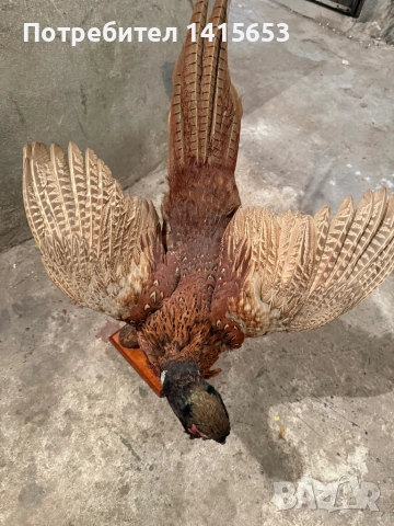 Продавам препариран фазан, снимка 3 - Други ценни предмети - 52925483