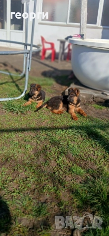 Малки Немски Овчарки