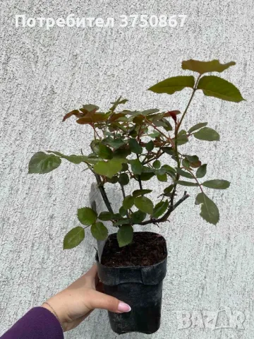 🌹 РОЗА 🌹 PRINCE JARDINIER® / FRANCIS MEILLAND™ Meitroni , снимка 5 - Градински цветя и растения - 49671986