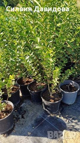 декоративни храсти и растения, снимка 11 - Градински цветя и растения - 51517818