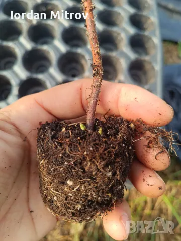 Разсад .Ягоди и малини, снимка 8 - Разсади - 49494255