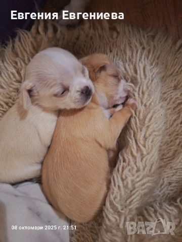 Мини Чихуахуа.Едно момче., снимка 1