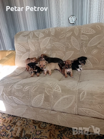 Мини пинчер чихуахуа, снимка 13 - Чихуахуа - 52816462