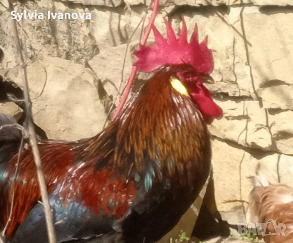 легхорн петел, страхотен, породист, снимка 7 - Кокошки и пуйки - 53845519