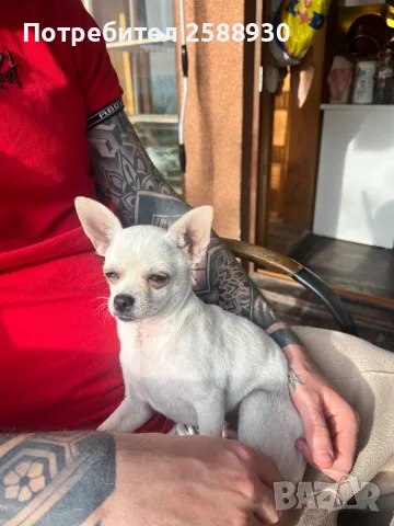 Мъжко чихуахуа 