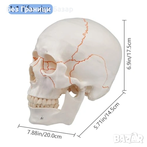 Нов Учебен анатомичен череп експлодиран изглед бял с подвижен мозък, снимка 6 - Образователни игри - 53645832
