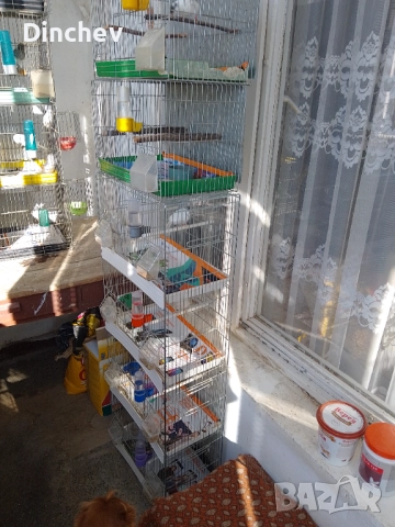 Канарчета Орфей обучени по120 лв чифта, снимка 1