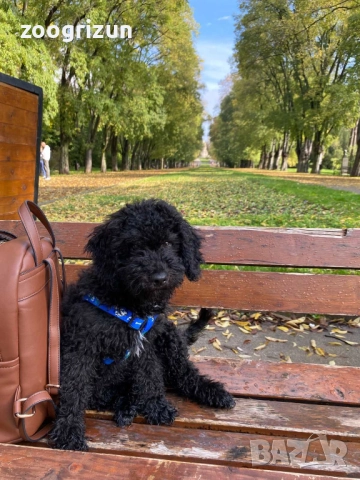 Малки пудели кавапу, снимка 9 - Пудели - 52238826