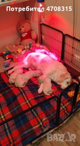 Голдън ретривър момче родословен баща, снимка 12 - Голдън ретривър - 53164768