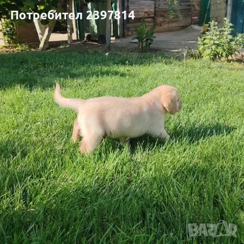 Лабрадор ретривър , снимка 8 - Лабрадор ретривър - 55743243