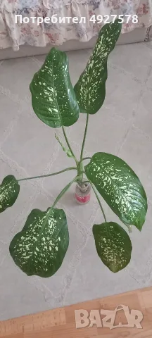 Продавам Дифенбахия 