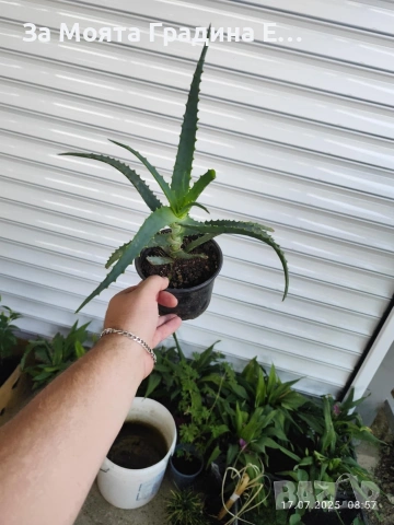 Алое Вера , снимка 3 - Стайни растения - 53743899
