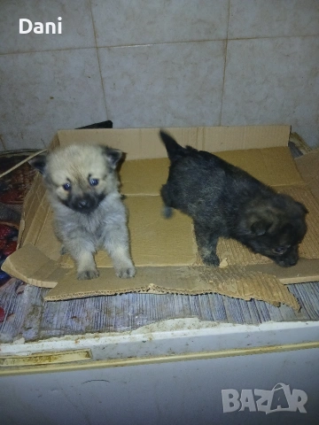 Mini wpicove, снимка 6 - Шпиц - 53598502