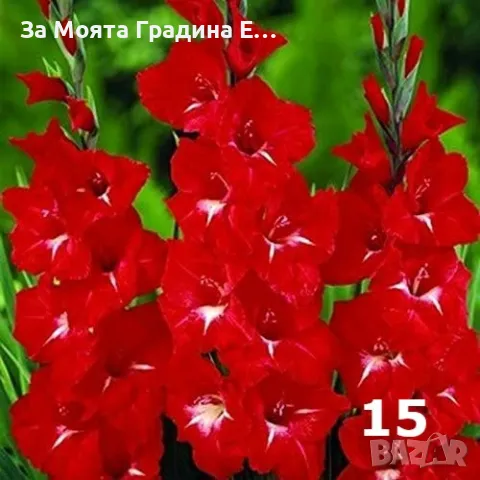 Гладиоли , снимка 15 - Градински цветя и растения - 49762560