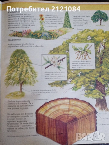 Детска енциклопедия / Живият свят , снимка 3 - Детски книжки - 53475671