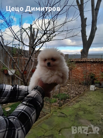 померанчета , снимка 4 - Померан - 52590550