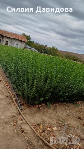 0.70лв. Лигуструм , снимка 5 - Други - 51886291