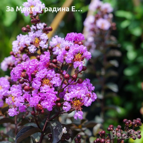 Лагерстремия - Индиански Люлак , снимка 5 - Градински цветя и растения - 53635871