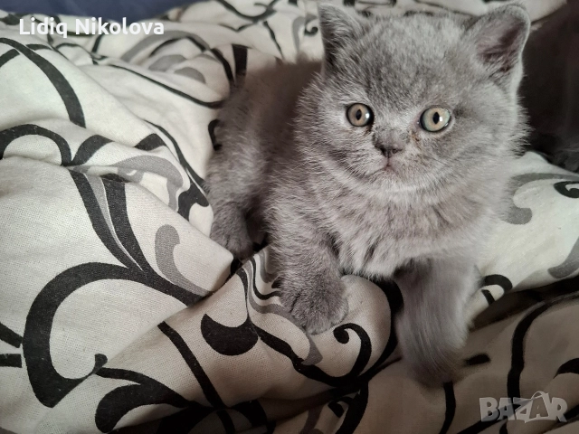 британско мъжко коте , снимка 3 - Британска късокосместа - 52974266