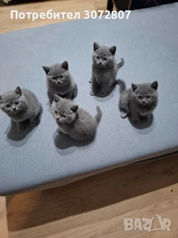 Британски късокосмести котета