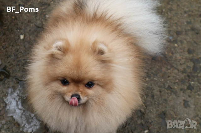 Миниатюрно момиченце померан с родословие FCI, снимка 6 - Померан - 50219721
