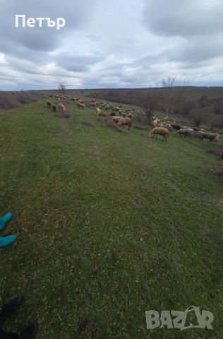 Продавам стадо под Селекция , снимка 3 - Овце - 53585024