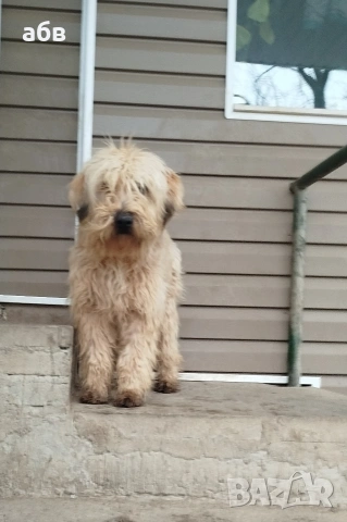 Ирландски пшеничен териер 