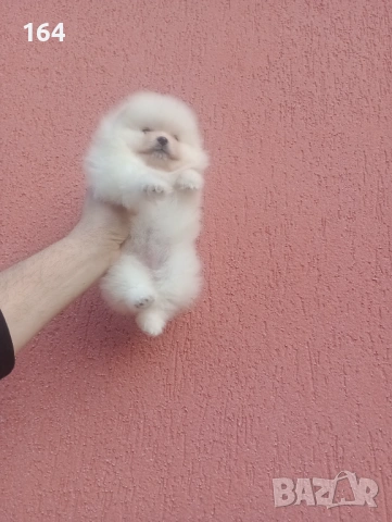 Женски Померан. Реални снимки от 08.02.26 г. Ваксина, паспорт и обезпаразитена. Отлично физическо и , снимка 4 - Померан - 53351147